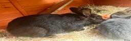 Mini Lop rabbits for sale: A Mix of Mini lop and Mini Lion Lop - Advert 22