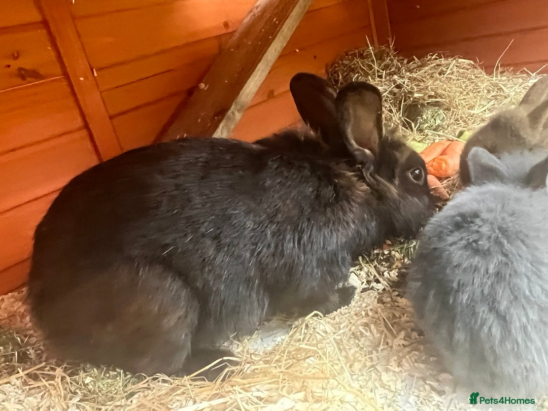 Mini Lop rabbits for sale: A Mix of Mini lop and Mini Lion Lop - Image 22
