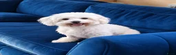 Maltipoo dogs for sale: Tiny Maltipoo F1B Puppies  in Motherwell - Advert 23