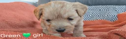 Mixed Breed dogs for sale: Beautiful Health Tested Poochon Cross Puppies  - Advert 4