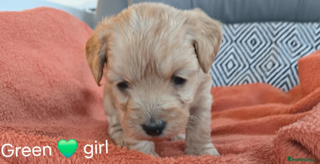 Mixed Breed dogs for sale: Beautiful Health Tested Poochon Cross Puppies  - Advert 4