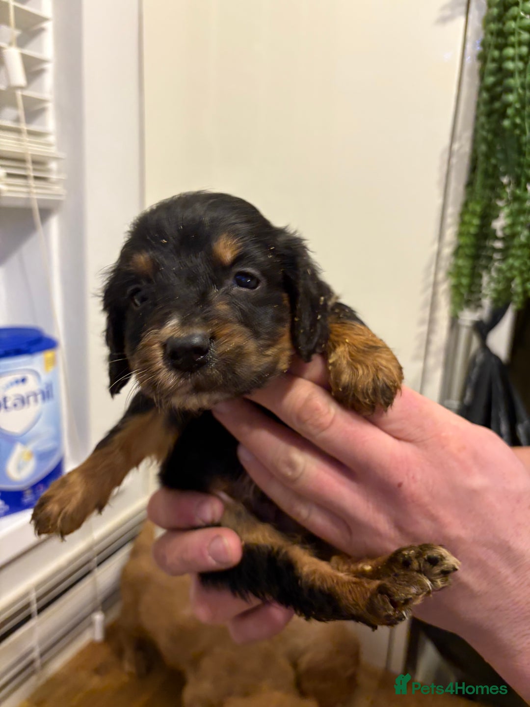 Cocker Spaniel dogs for sale: Working Cocker Spaniel pups - Advert 12