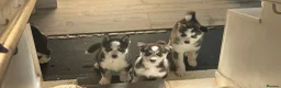 Siberian Husky dogs for sale: 3 husky puppies! in Stevenage - Advert 8