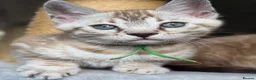 Bengal cats for sale: Gorgeous Health Tested Bengals  in Congleton - Advert 3