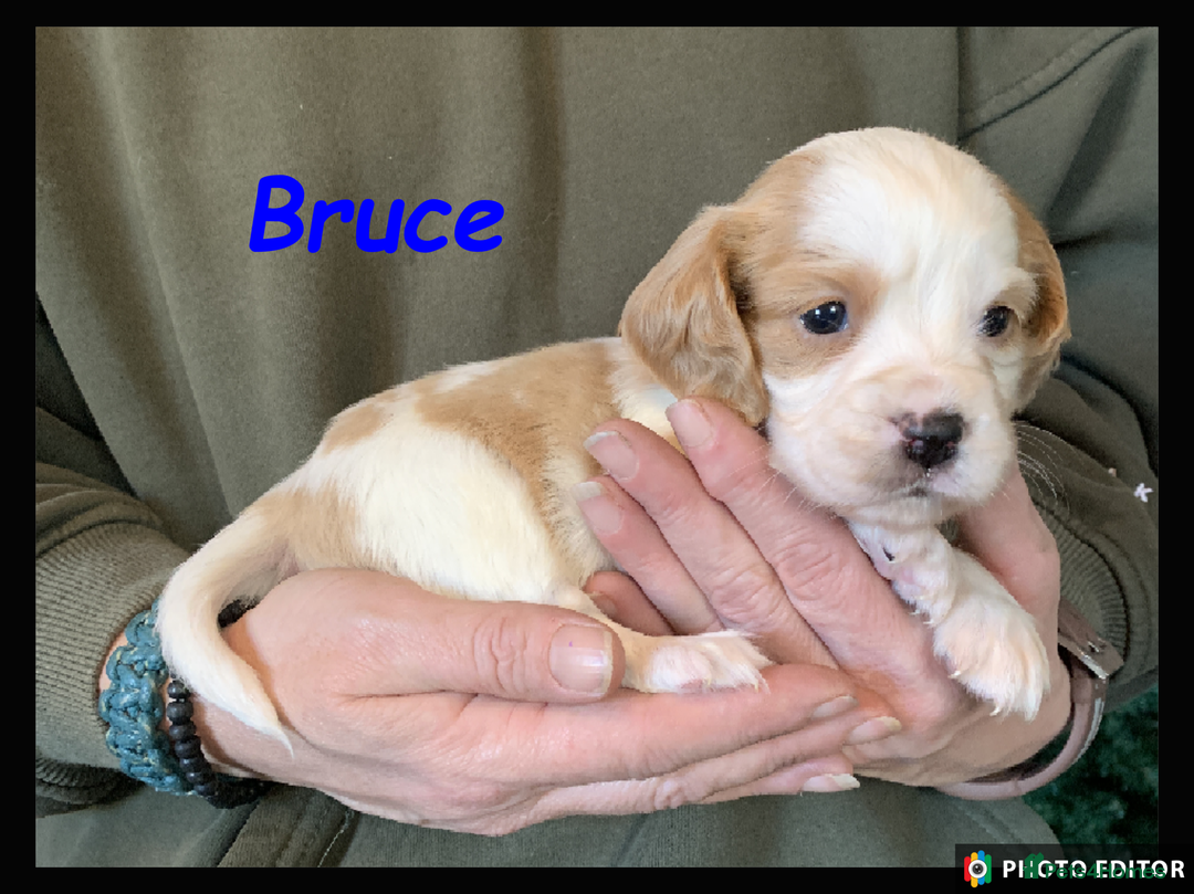 Cockalier dogs for sale: Beautiful Cockalier Pups – Loving Homes Await - Advert 2