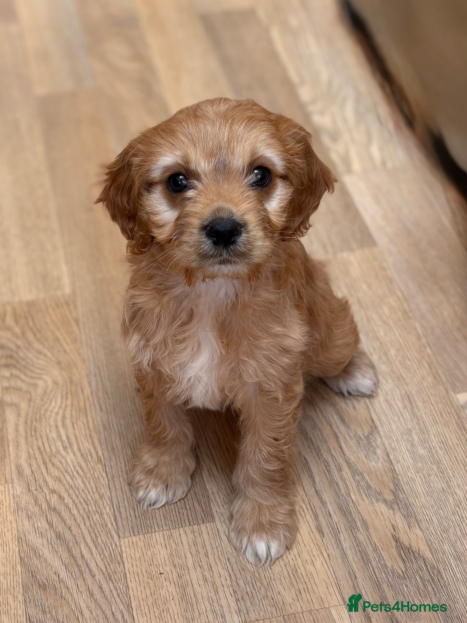 Cavapoo dogs F1b Cavapoo pupppies… - Advert 2