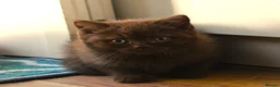 British Shorthair cats for sale: Chocolate & Cinnamon ⭐ British Shorthair Kittens  - Advert 12