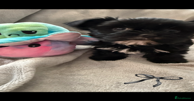 Yorkshire Terrier dogs - Advert 2