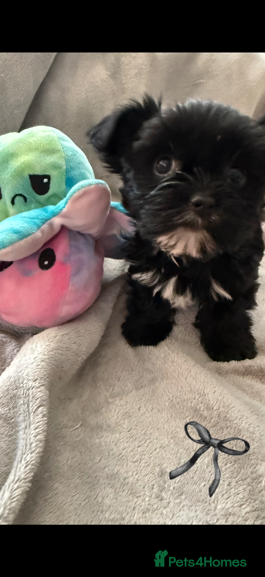 Yorkshire Terrier dogs for sale:  2 left Yorkshire terrier Black Biewer Ready To go - Image 5