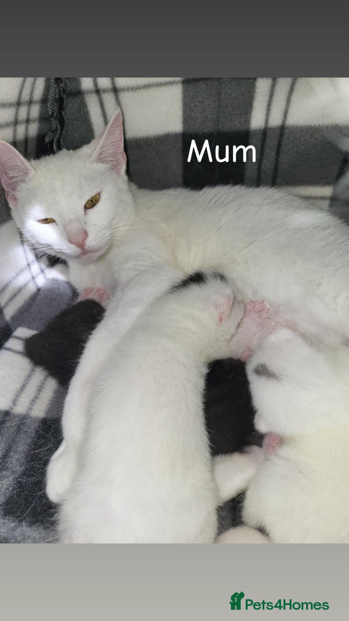 Turkish Angora cats 2 babies looking for their forever homes  - Advert 2
