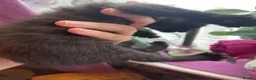 Mixed Breed cats for sale: 3 black males  in Watford - Advert 2