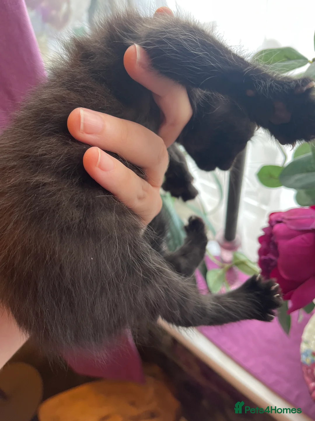 Mixed Breed cats for sale: 3 black males  in Watford - Advert 2