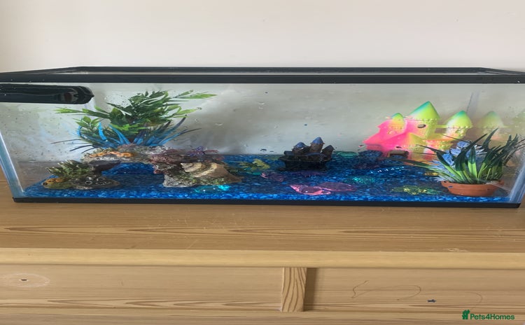 Goldfish fish - Advert 1