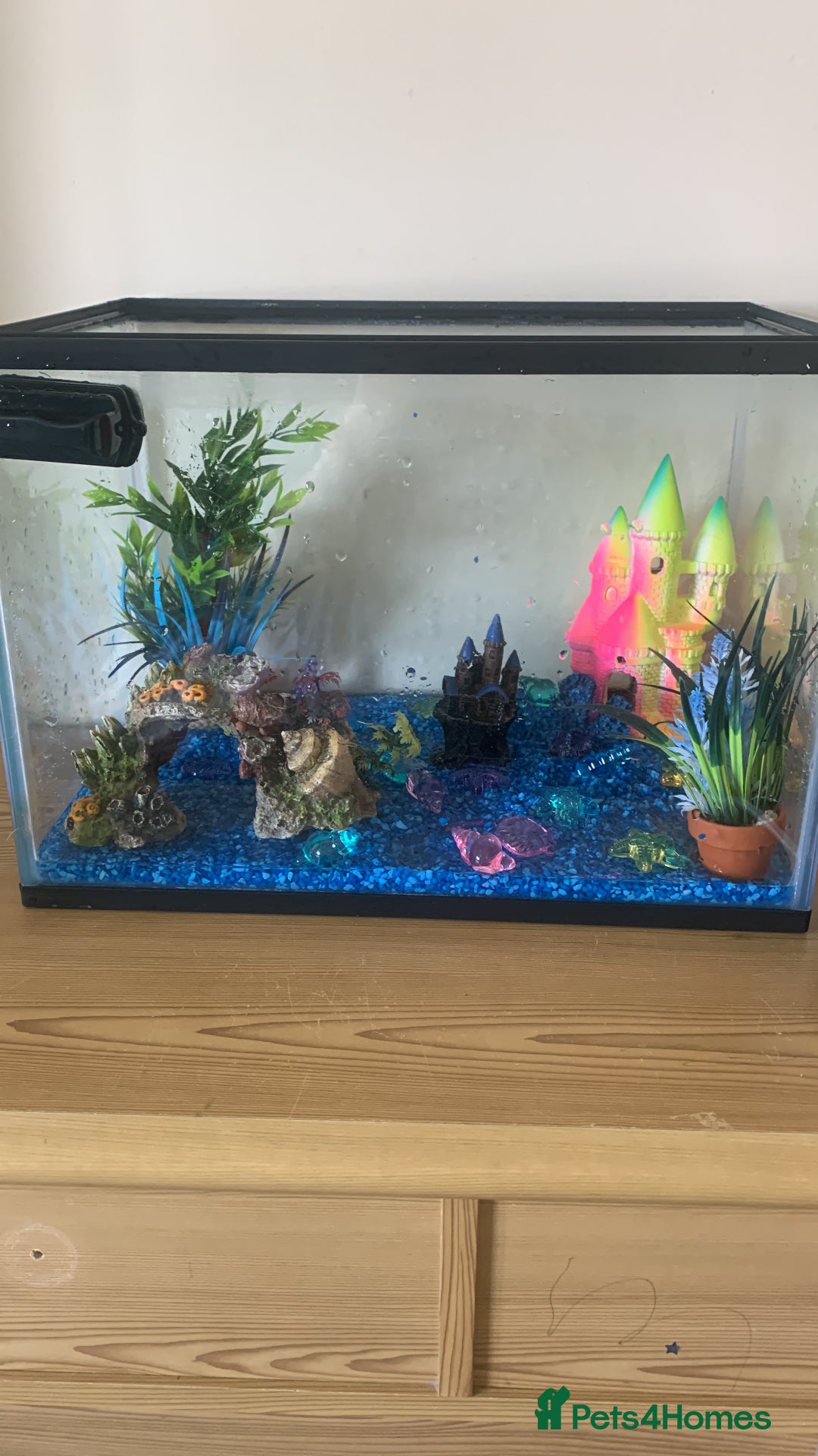 Goldfish fish for sale: Free 2 x cold water fish  - Image 1