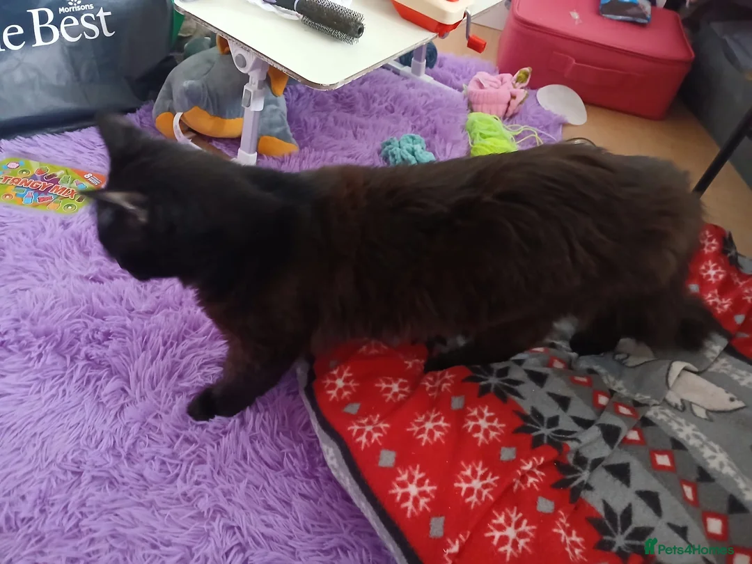 Mixed Breed cats for sale: Maine coon x male  - Advert 6