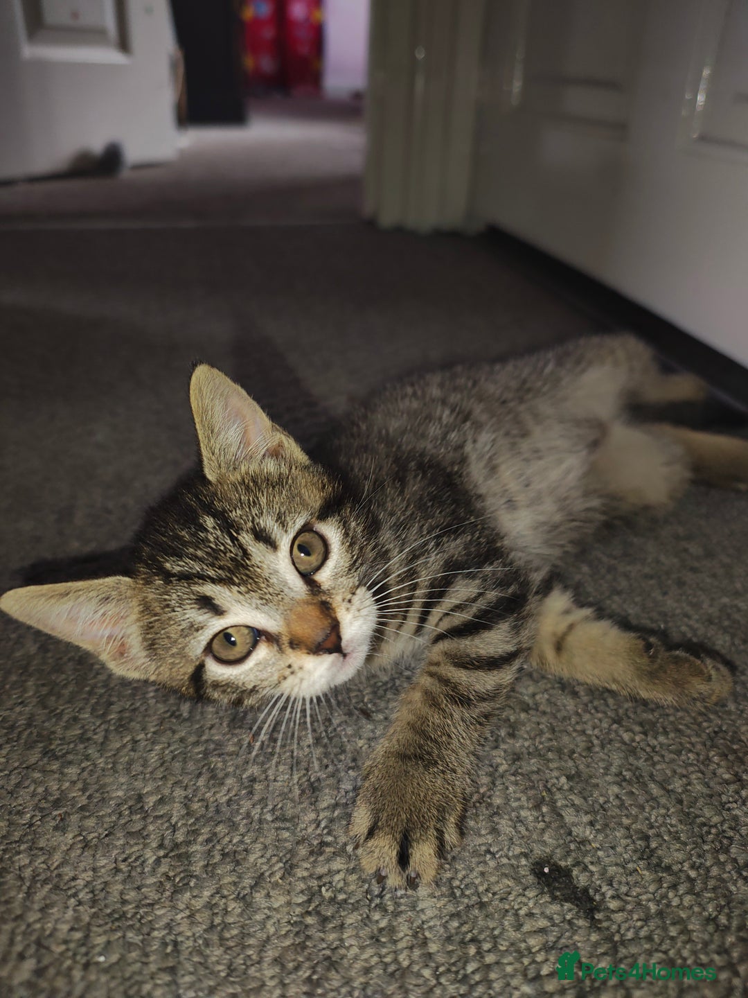 Mixed Breed cats for sale: Kittens - Image 6