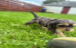 Cavapoo dogs for sale: Top Class Cavapoo pups double vaccinated! - Image 13