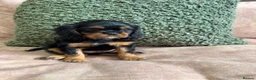 Cavalier King Charles Spaniel dogs for sale: Donna Jays Petite Cavaliers 🌟🌟🌟🌟🌟 - Advert 12