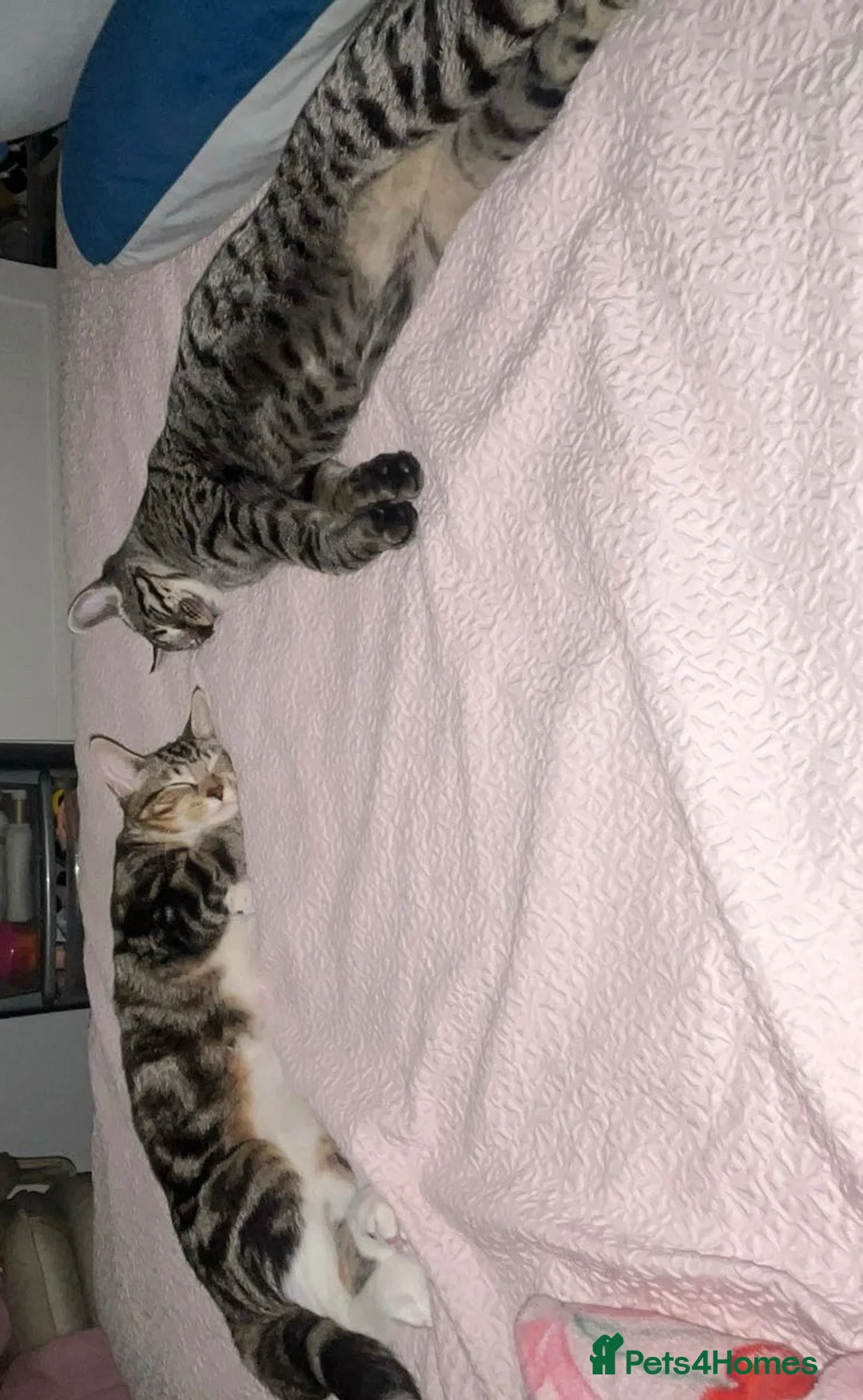 Mixed Breed cats for sale: Kittens looking for a loving home  in Amersham - Advert 6