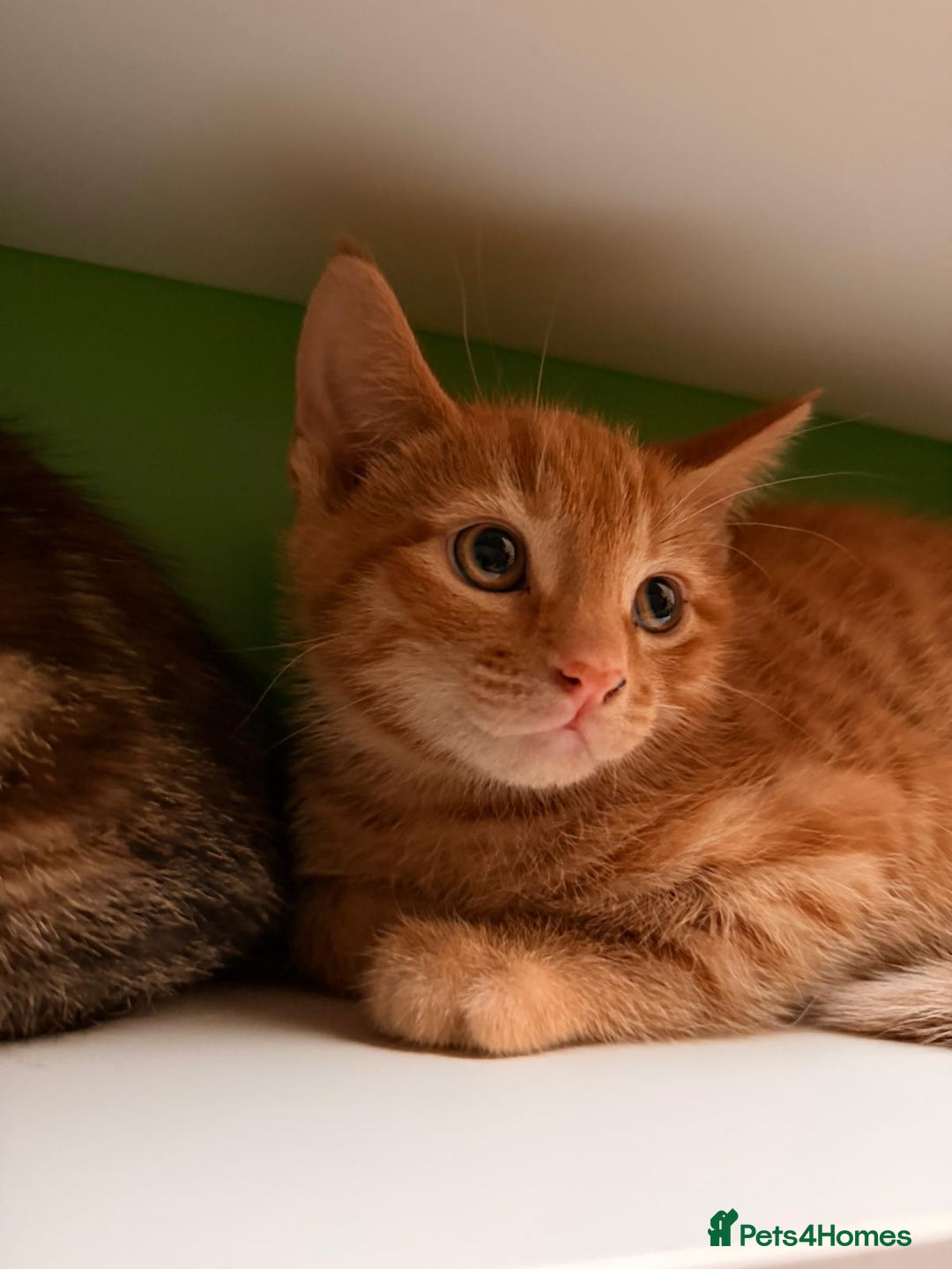 Mixed Breed cats for sale: Cute Ginger Boy ! - Advert 13