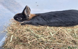 Netherland Dwarf rabbits for sale: Baby Netherland dwarf rabbits for sale £50 each  - Advert 5