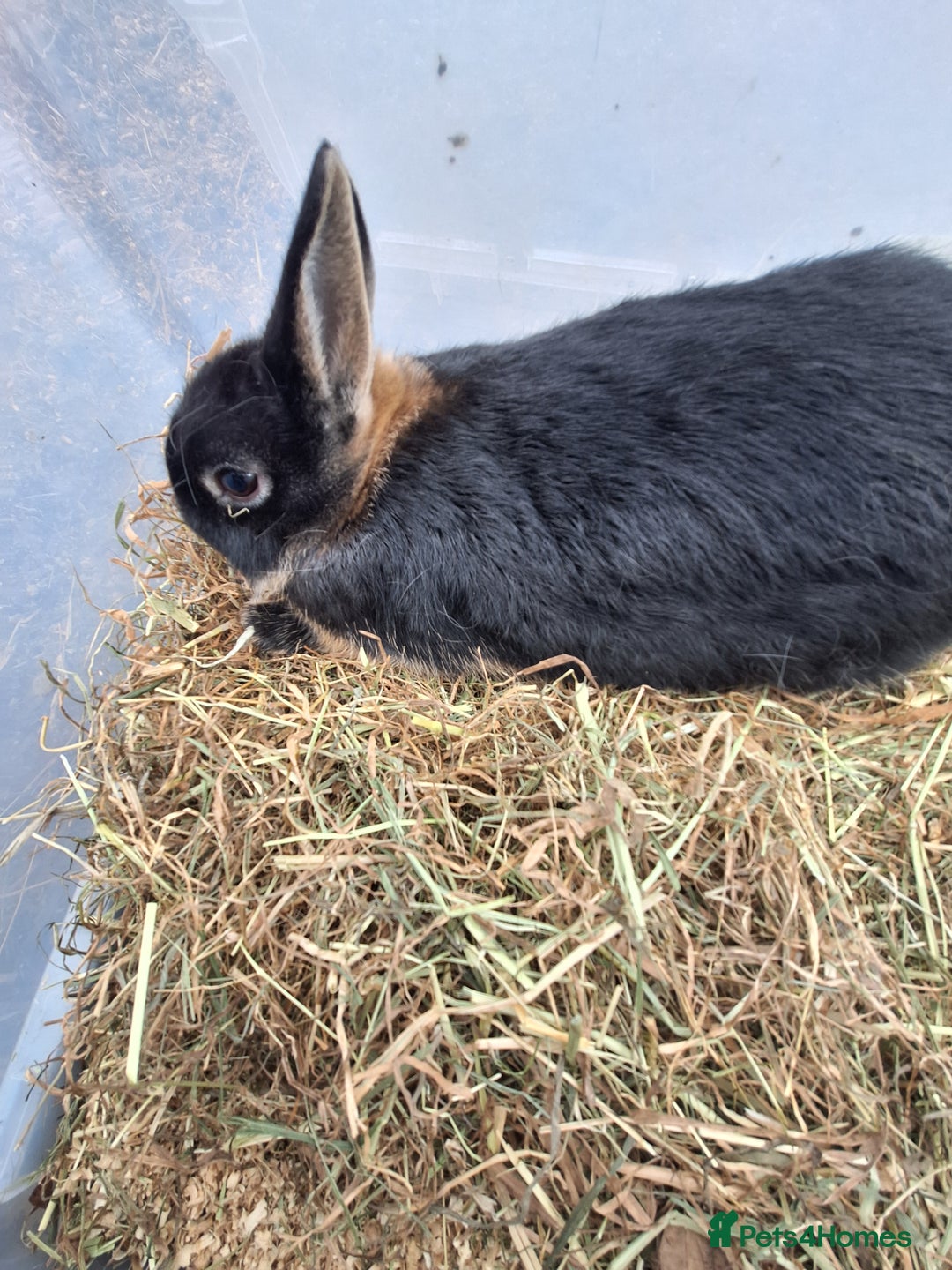 Netherland Dwarf rabbits for sale: Baby Netherland dwarf rabbits for sale £50 each  - Advert 5