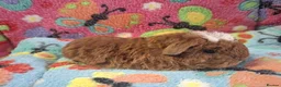 Guinea Pig rodents for sale: Baby Boars In Different Breeds  - Advert 18