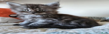 Maine Coon Kitten 2
