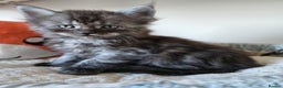 Maine Coon cats for sale: Maine coon kittens  - Advert 13