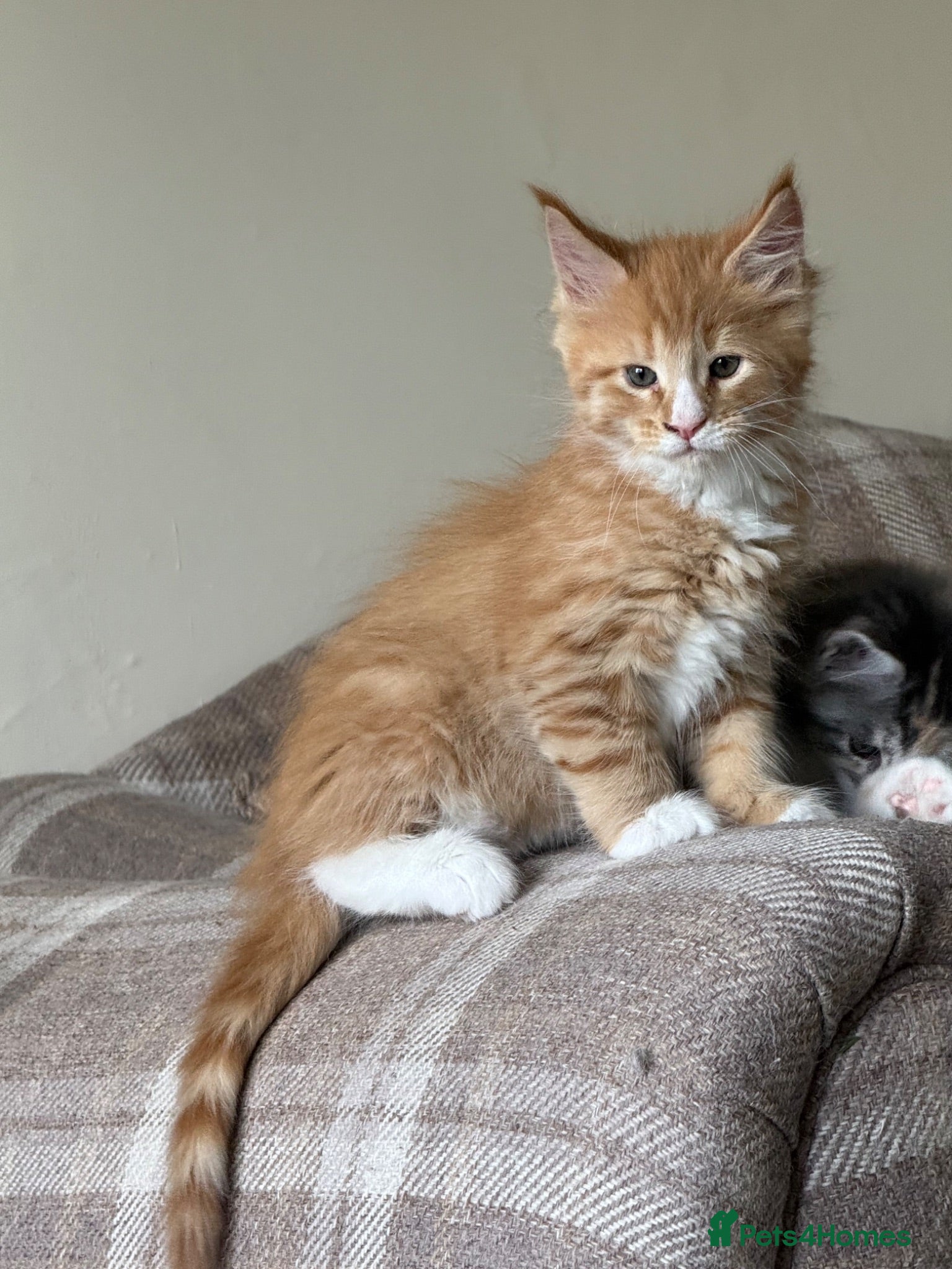 Maine Coon cats Maine Coon Kittens - Advert 16