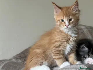 Maine Coon cats Maine Coon Kittens - Advert 16
