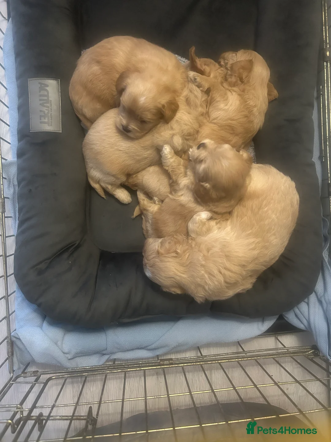 Maltipoo dogs for sale: Multipoo - Advert 3