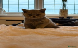 British Shorthair cats for sale: READY COLLECTION THIS WEEKEND! Bsh babies  - Image 7