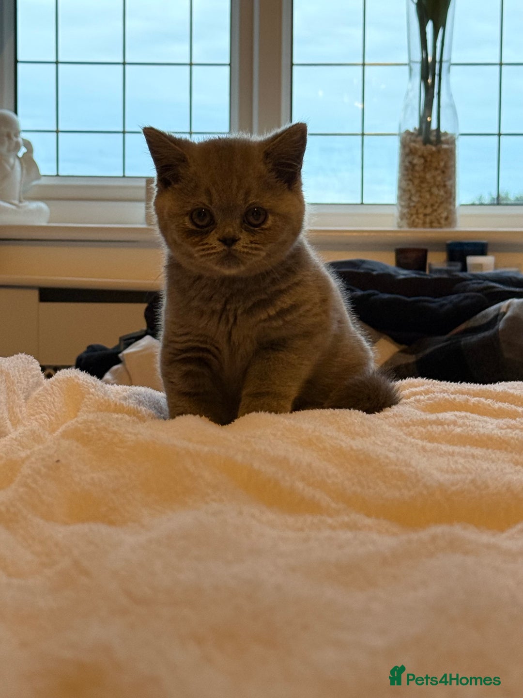 British Shorthair cats for sale: READY COLLECTION THIS WEEKEND! Bsh babies  - Image 7