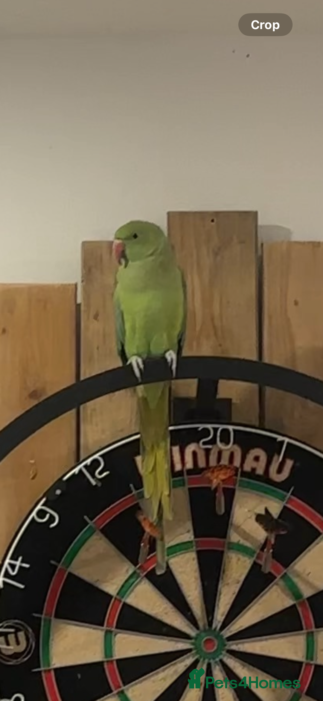 Ringnecks birds for sale: Male green ringneck parrot bird with cage - Image 1