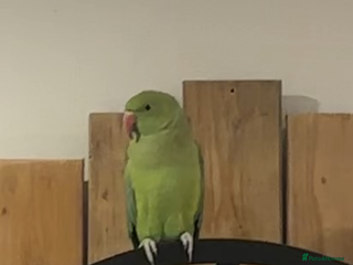 Ringnecks birds - Advert 6