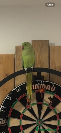 Ringnecks birds - Advert 1