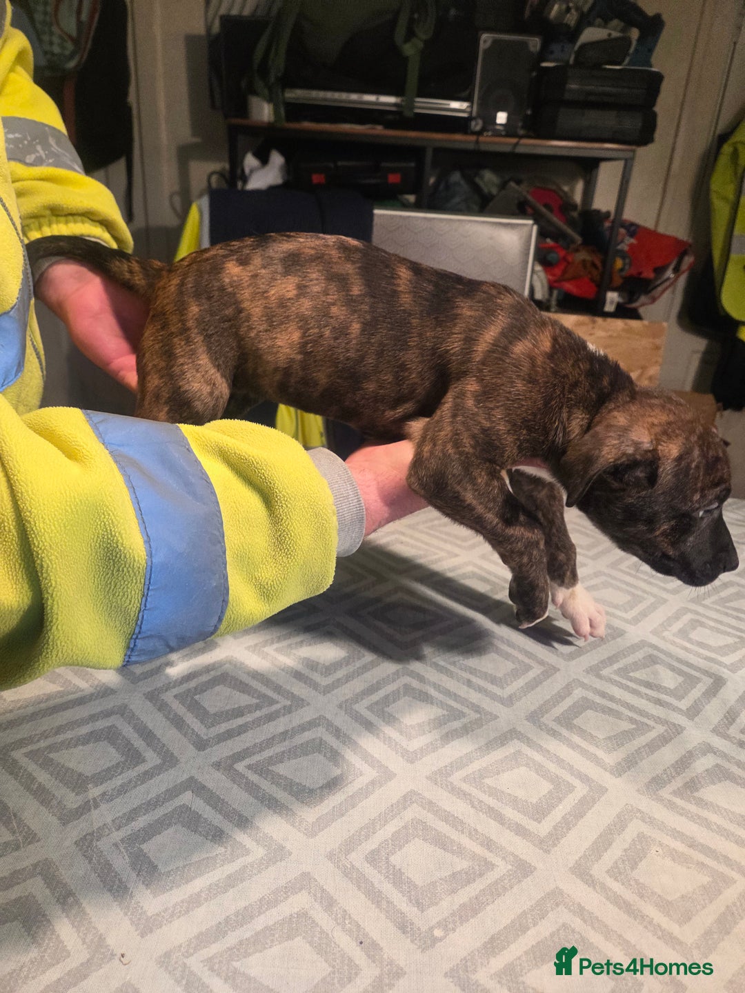 Mixed Breed dogs for sale: Bullcros  - Advert 4