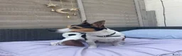 Jack Russell dogs for stud: Tri-coloured Jack Russell - For Stud - Zuko - Advert 4