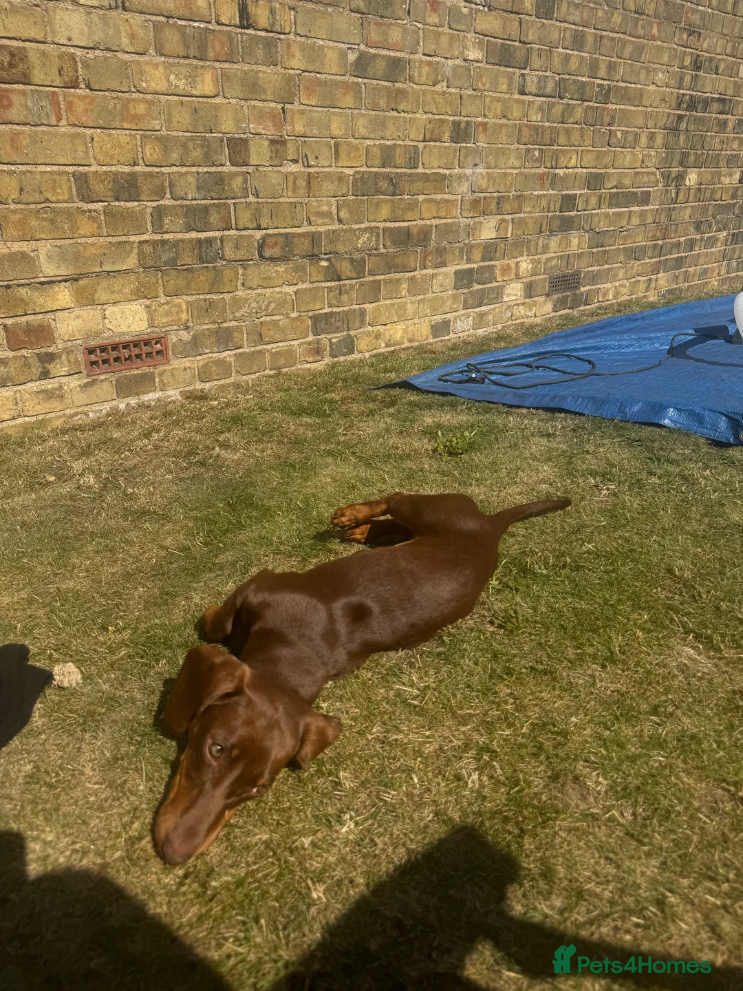 Dachshund dogs for sale: Mabel the Dachshund 🐶 REHOME FOR FREE  - Advert 13