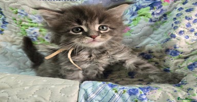 Maine Coon cats - Advert 8