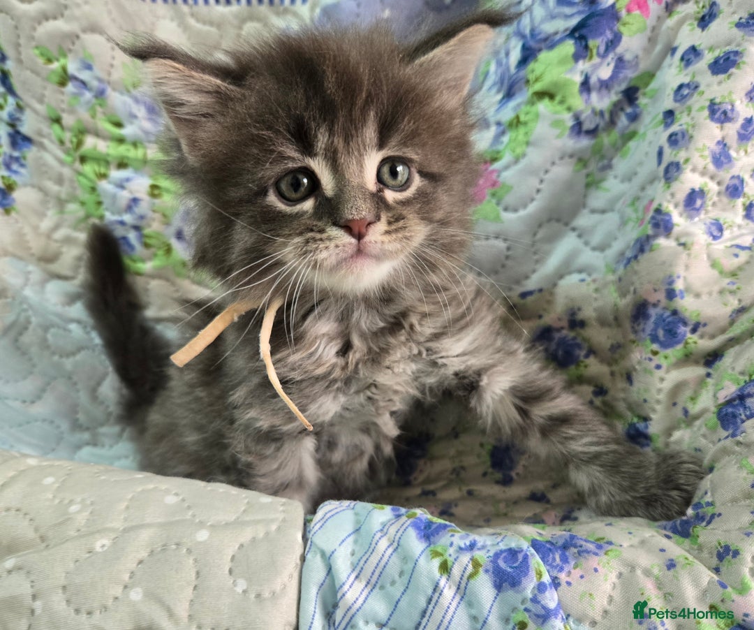 Maine Coon cats for sale: Gorgeous GCCF Maine Coons poss Active - Image 7