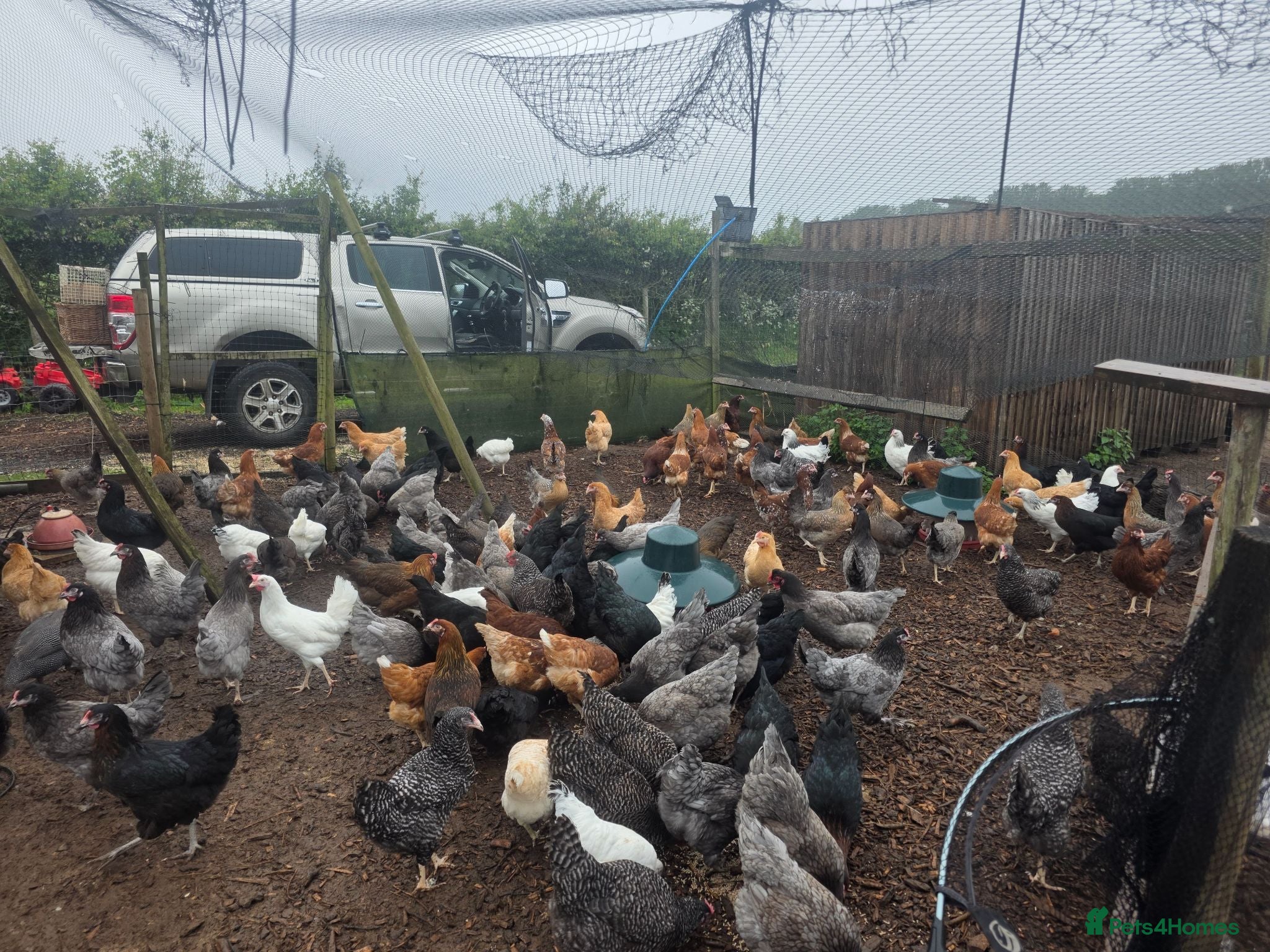 Chickens poultry Hybrid hens for sale - Advert 2