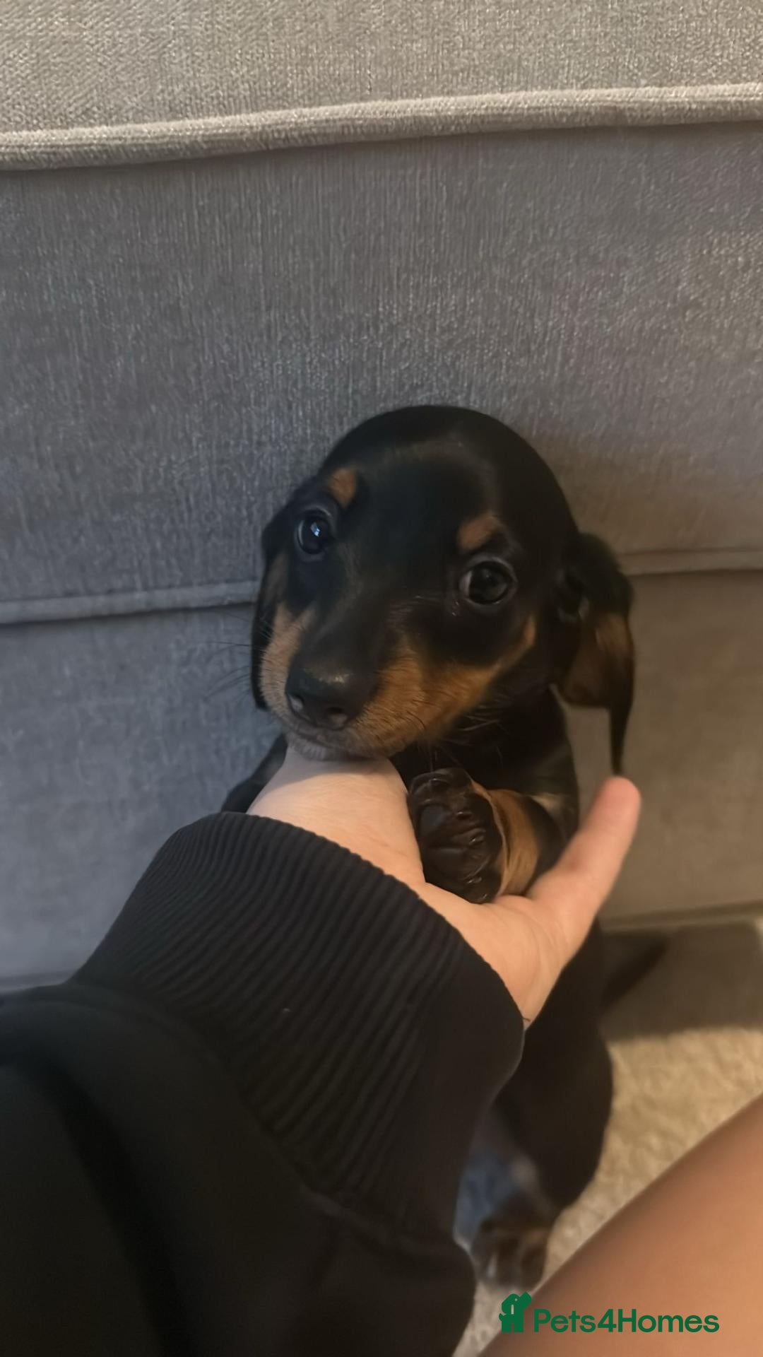 Miniature Dachshund dogs REDUCED ⚠️ 1 Girl 1 BOY LEFT MINI DACHSHUNDS - Advert 11