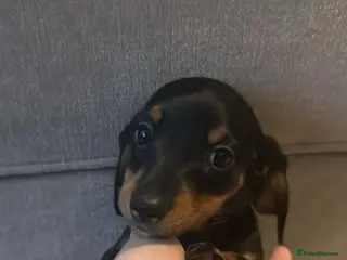 Miniature Dachshund dogs REDUCED ⚠️ 1 Girl 1 BOY LEFT MINI DACHSHUNDS - Advert 11