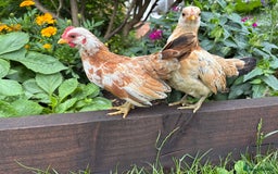 Chickens poultry for sale: Serama chickens for sale  - Image 6