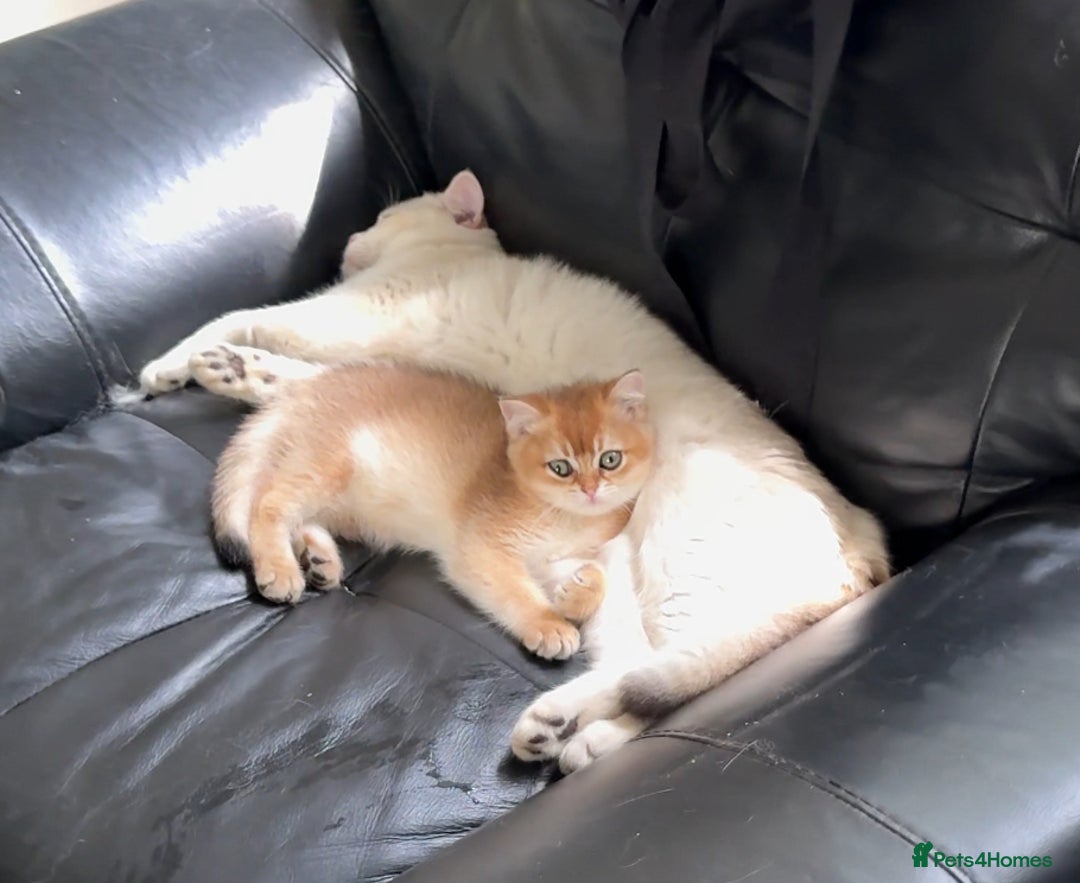 British Shorthair cats for sale: Golden chinchilla British Shorthair Male Kitten - Image 2
