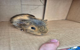 Lionhead rabbits for sale: Baby Lionhead rabbits 8-12 weeks old  - Image 3