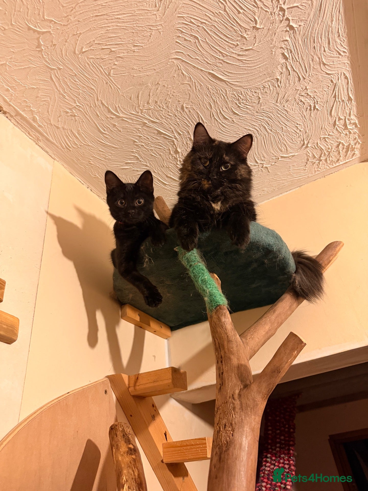 Persian cats Persian cross Kittens looking for Loving Homes 🐾 - Advert 1