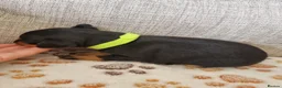Miniature Pinscher dogs for sale: Three beautiful mini-pin pups  in Morecambe - Advert 7